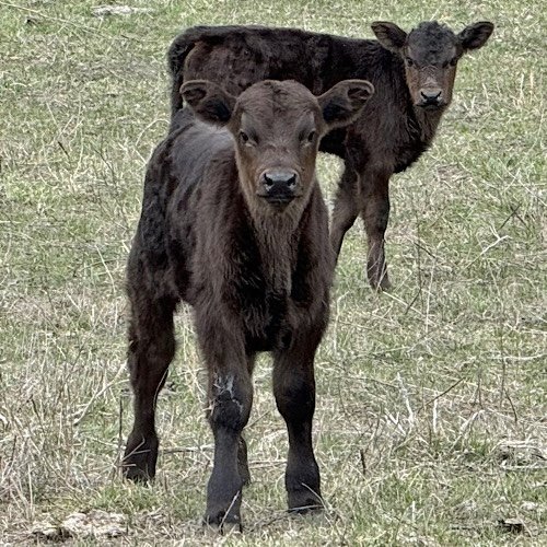 baby calve