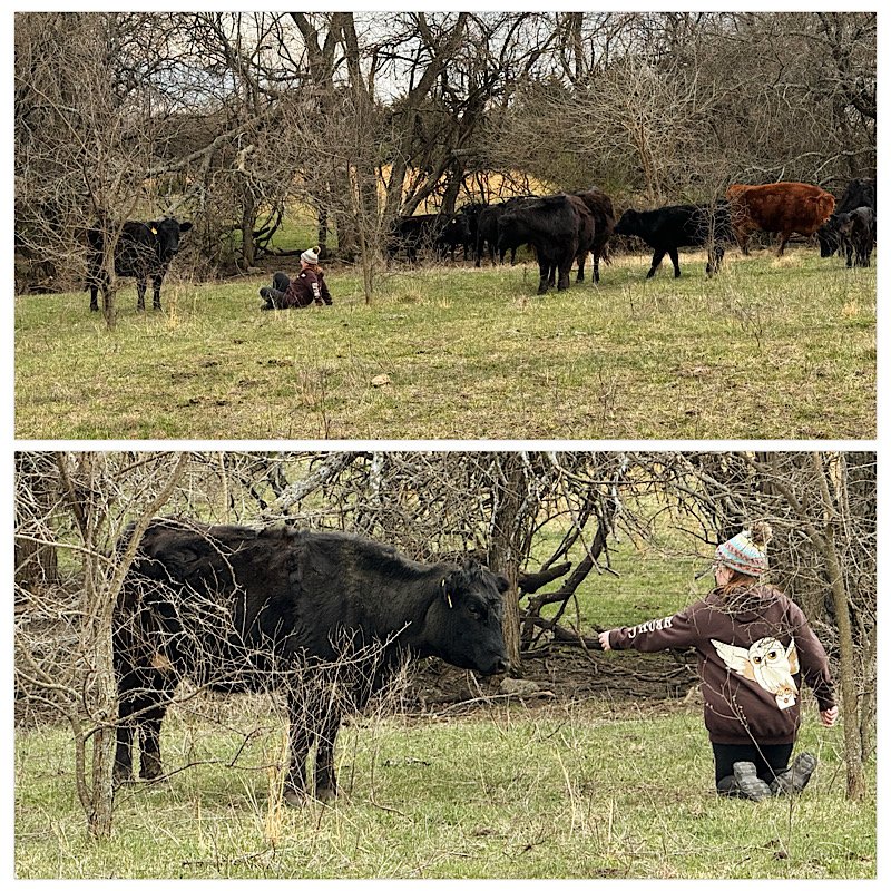 cow whisperer