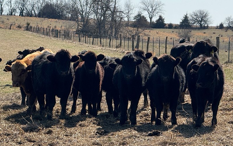 cows in a line