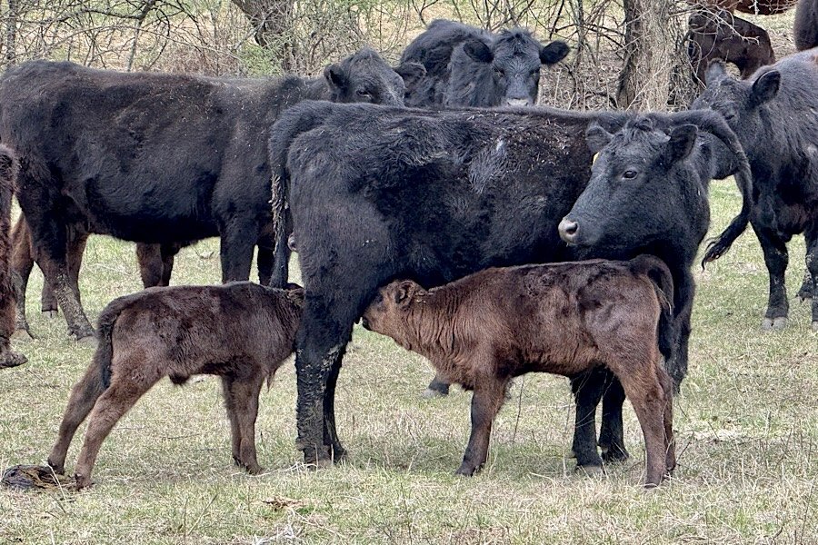 twin calves