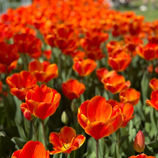 wamego tulip festival