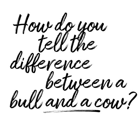 bull or cow