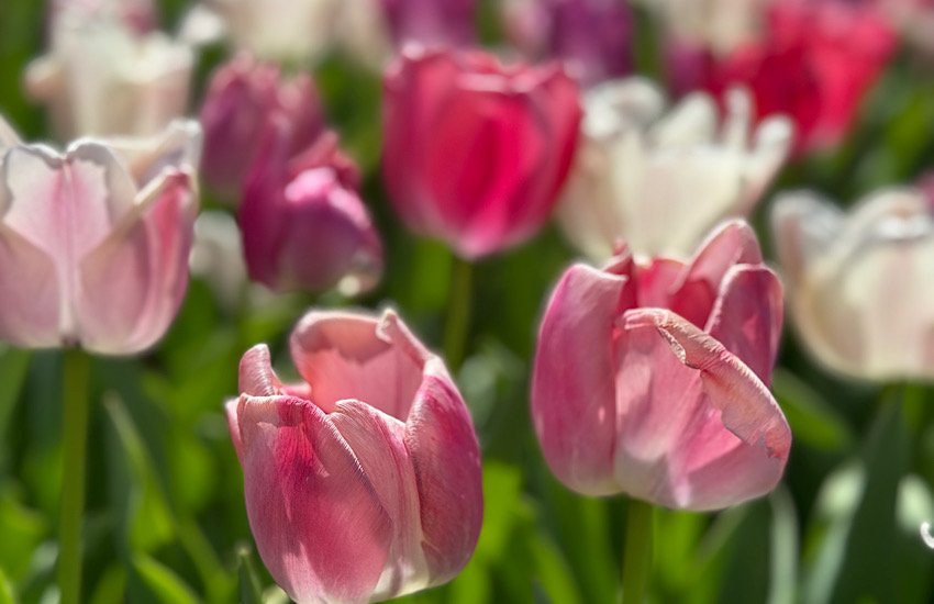 tulips