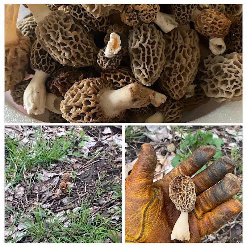 morels