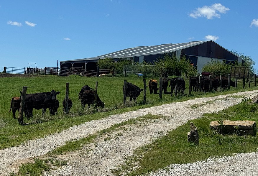 cows lined up at the fence